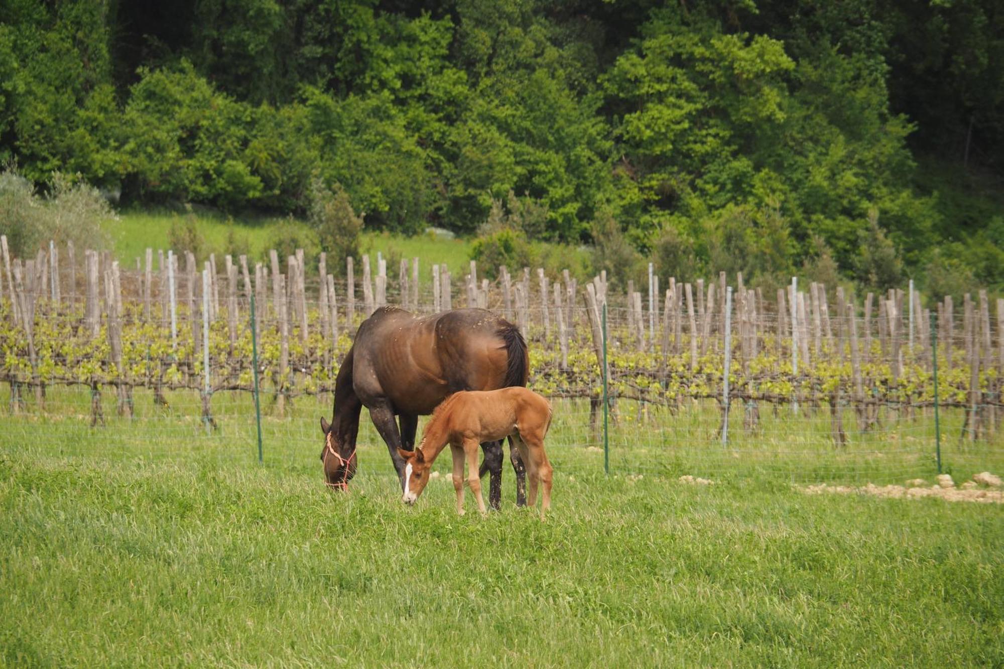 Agriturismo Le Tre Pietre - Podere Nel Chianti Quercegrossa Eksteriør billede
