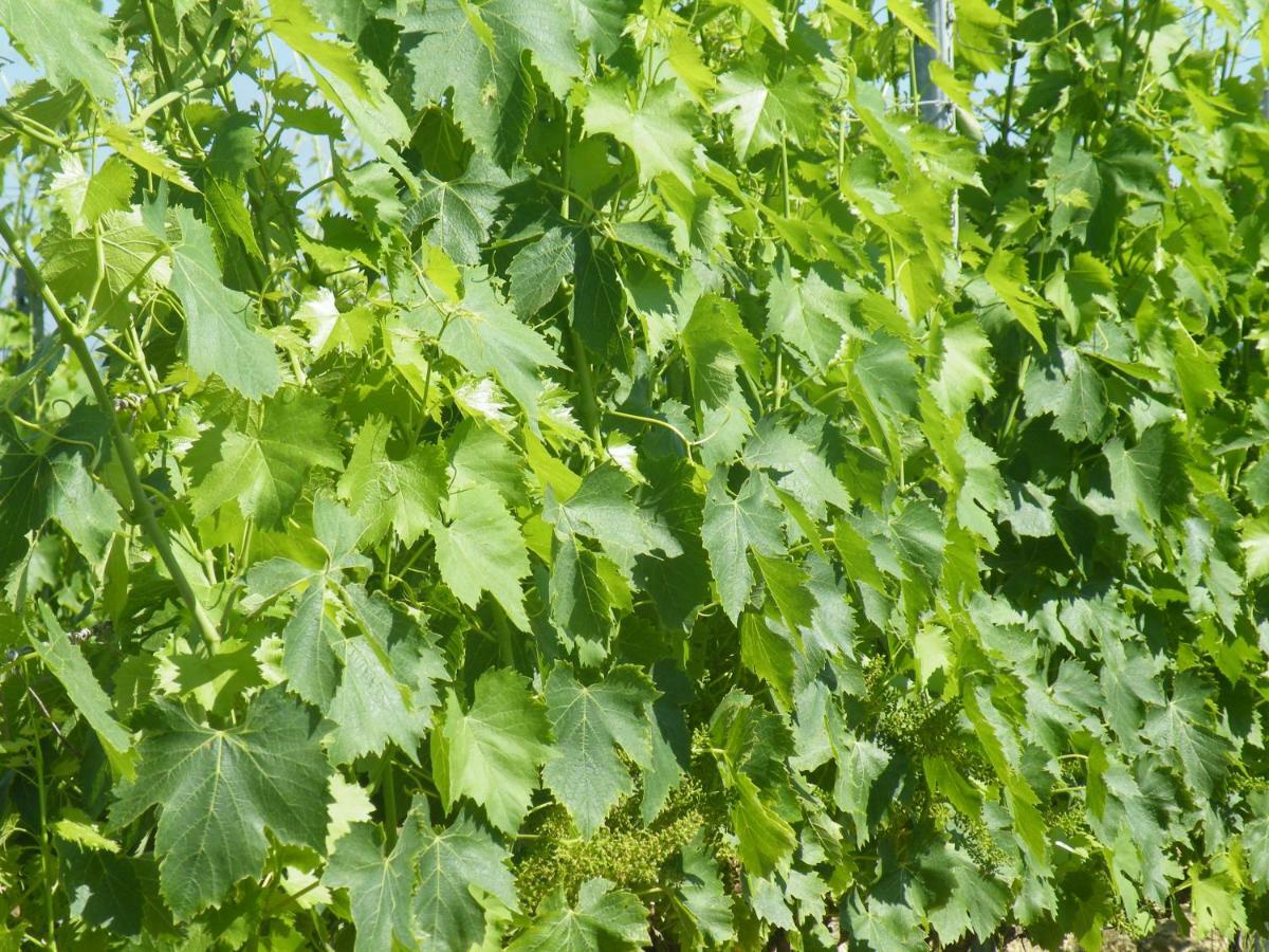 Agriturismo Le Tre Pietre - Podere Nel Chianti Quercegrossa Eksteriør billede